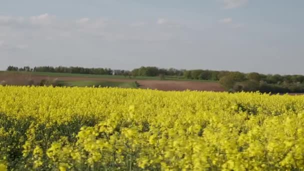 Sommerlandschaft Mit Rapsfeld Vor Dem Hintergrund Der Schönen Deutschland — Stockvideo