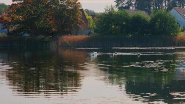 白色的天鹅漂浮在池塘上 湖上的水鸟白鸟 — 图库视频影像