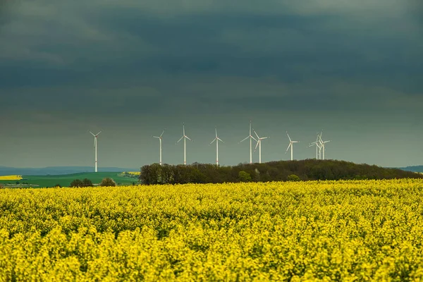 Kolza Tohumu Alanının Ortasındaki Rüzgar Türbinleri Yenilenebilir Elektrik Enerjisi Üreterek — Stok fotoğraf