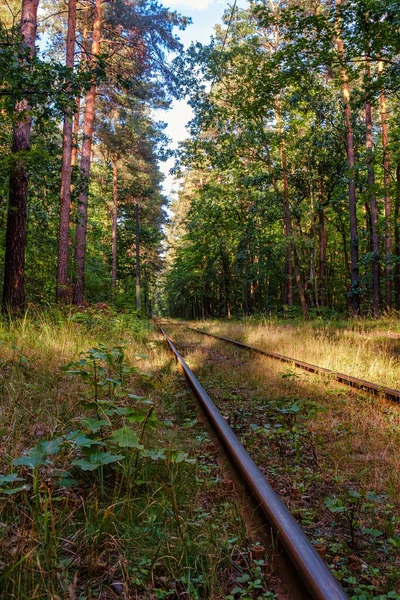 Pohled Železniční Koleje Železniční Kolejnice Nábřeží Obklopené Lesem Železnice — Stock fotografie
