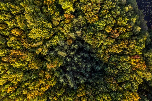 Drone Flies Huge Blue Lake Wooden Pier Forests Cloudless Autumn — Zdjęcie stockowe