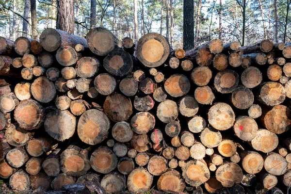 Timmer Från Fällda Träd Som Vedhögar Skogen — Stockfoto
