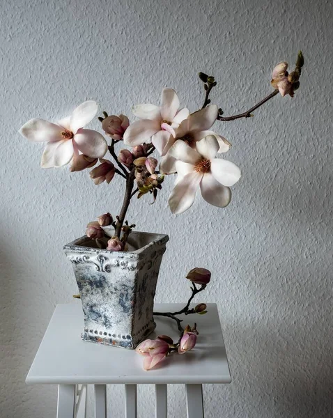 Bellissimi Rami Freschi Fiori Magnolia Piena Fioritura Vaso Sullo Sfondo — Foto Stock