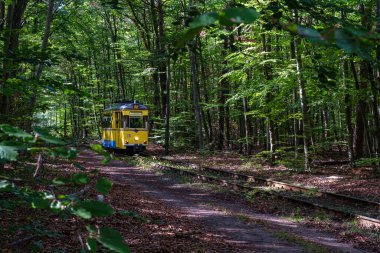 Tram leaves from the autumn forest.