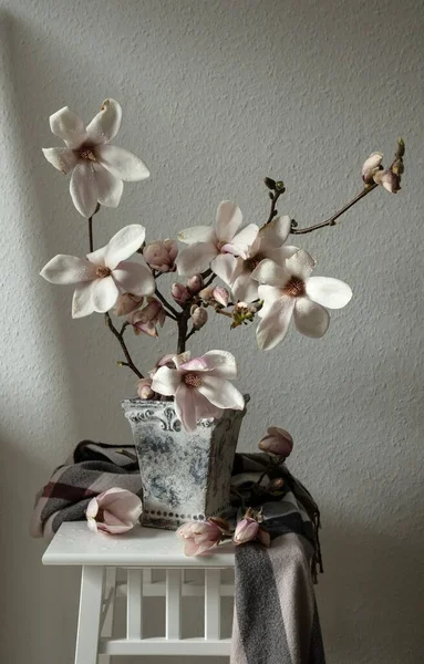 Όμορφα Φρέσκα Κλαδιά Από Άνθη Μανόλιας Ανθισμένα Βάζο Λευκό Φόντο — Φωτογραφία Αρχείου