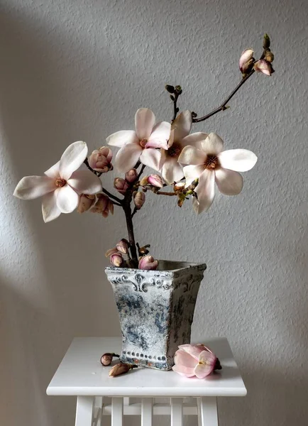 Belles Branches Fraîches Fleurs Magnolia Pleine Floraison Dans Vase Sur — Photo