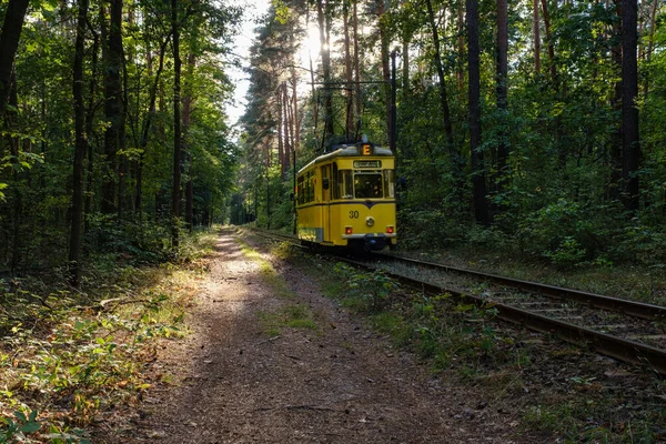 Трамвайні Листки Осіннього Лісу — стокове фото