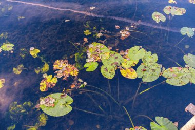 Göletteki nilüferler. Su üzerindeki bir zambak yaprakları.