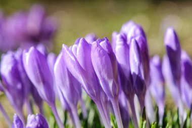Crocus ilkbahar çiçekleri yakın çekim renkli hareket eder