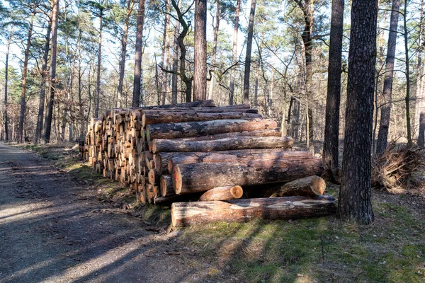 Grumes Provenant Arbres Abattus Comme Tas Bois Dans Forêt — Photo