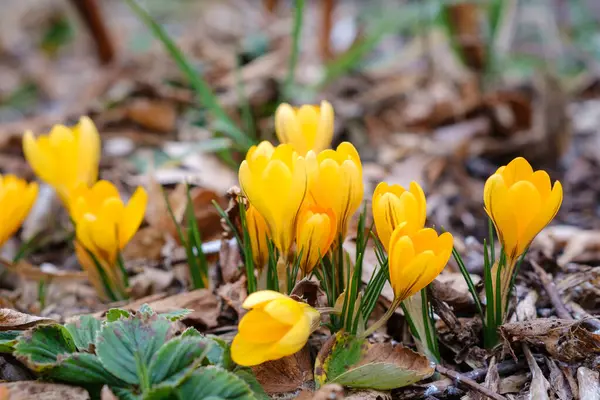 Красивые Весенние Цветы Желтые Крокусы Селективная Фокусировка Макрофото — стоковое фото