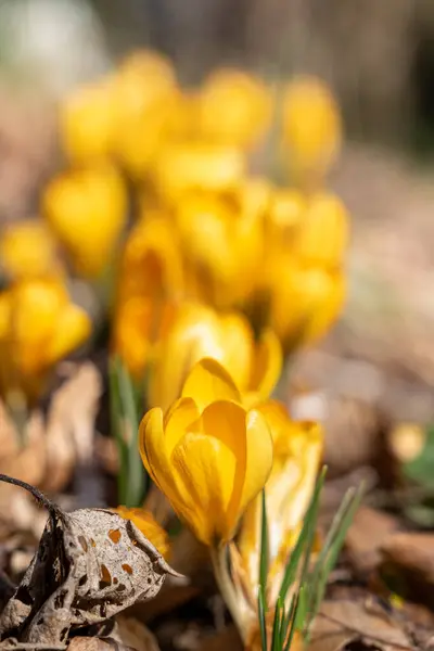 Красивые Весенние Цветы Желтые Крокусы Селективная Фокусировка Макрофото — стоковое фото