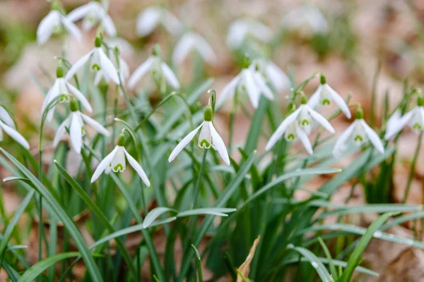 Snowdrop spring flowers. Delicate Snowdrop flower is one of the spring symbols telling us winter is leaving and we have warmer times ahead.