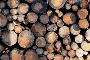 Kesilen ağaçların kütükleri ormandaki odun yığınları gibidir.