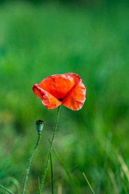 Parlak akşam ışığında kırmızı haşhaş tarlası. Gün batımında tarlada haşhaş.