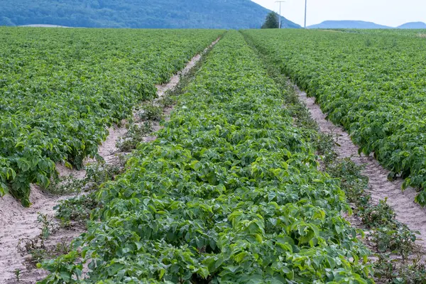 Patates tarlaları güneşli bir bahar gününde tarlada yetişir. Organik sebzeler.