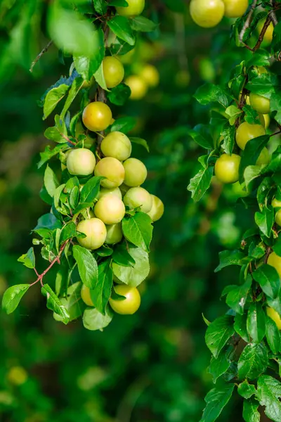 Ripe yellow plums on a tree in a garden. Plum tree.Selective focus.