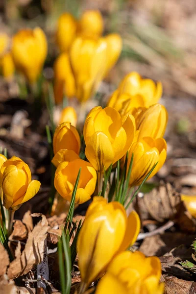 Красиві Весняні Квіти Жовті Крокуси Вибірковий Фокус Макро Фотографія Ліцензійні Стокові Зображення