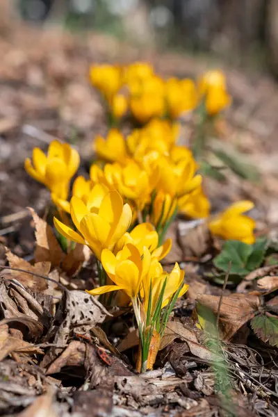 Красиві Весняні Квіти Жовті Крокуси Вибірковий Фокус Макро Фотографія Стокова Картинка