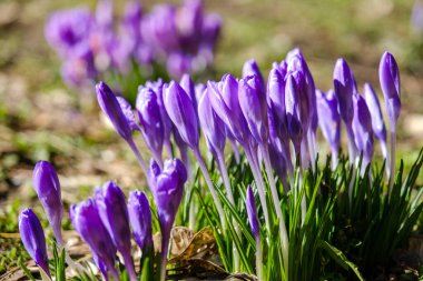 Crocus ilkbahar çiçekleri yakın çekim renkli hareket eder