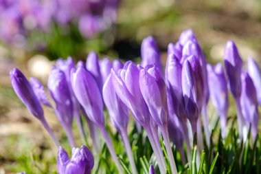 Crocus ilkbahar çiçekleri yakın çekim renkli hareket eder