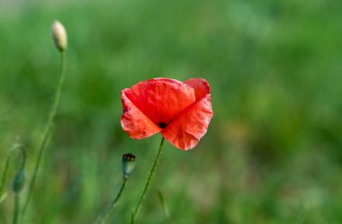 Parlak akşam ışığında kırmızı haşhaş tarlası. Gün batımında tarlada haşhaş.