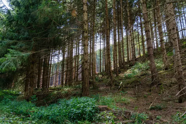 德国美丽的天然松树林 免版税图库图片