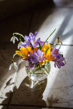 Vazoda bir buket mor krukus. Vazoda bahar çiçekleri.