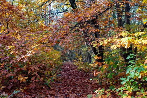 森の秋 ロイヤリティフリーのストック写真