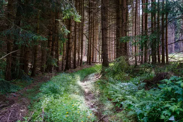 ドイツの美しい自然の松の森 ストックフォト