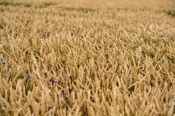 春の夏の野原のマクロのクローズアップで自然に若い緑の小麦のジューシーな新鮮な耳 緑の小麦畑がインドの田園地帯で吹いている ドイツ ロイヤリティフリーのストック画像