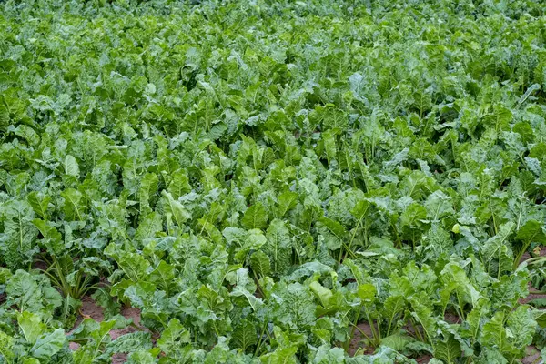 佛德甜菜在战场上的特写 农作物和耕作 田里的甜菜植物 图库图片