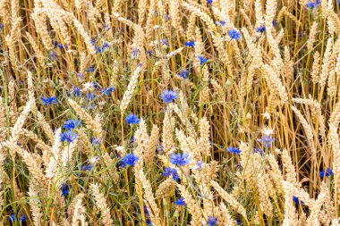 Bahar mevsiminde, taze taze taze buğdaylı sulu kulaklar makroyu kaplıyor. Kırsal Hint tarlalarında yeşil buğday tarlası esiyor. Almanya.