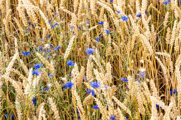 Bahar mevsiminde, taze taze taze buğdaylı sulu kulaklar makroyu kaplıyor. Kırsal Hint tarlalarında yeşil buğday tarlası esiyor. Almanya.