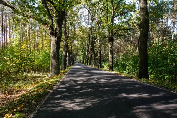 Driving Asphalt Road Yellow Autumn Forest Germany Jogdíjmentes Stock Képek