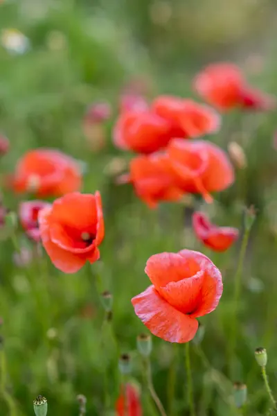 Field Red Poppies Bright Evening Light Poppies Field Sunset Royalty Free Stock Images