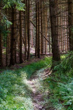 Almanya 'da güzel bir çam ormanı.