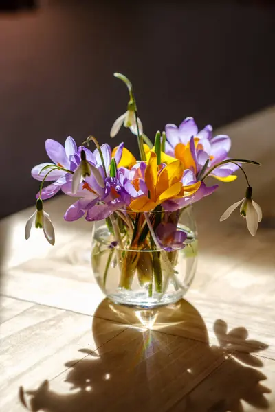 Букет Фиолетового Крокуса Вазе Весенние Цветы Вазе Стоковое Фото