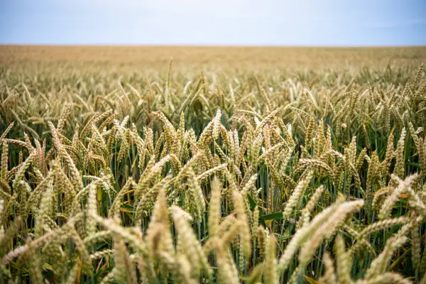 Сочные Свежие Уши Молодой Зеленой Пшеницы Природе Весеннем Летнем Поле Стоковое Фото