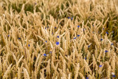 Bahar mevsiminde, taze taze taze buğdaylı sulu kulaklar makroyu kaplıyor. Kırsal Hint tarlalarında yeşil buğday tarlası esiyor. Almanya.