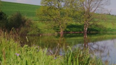 Göl ve yeşil orman ağaçları. Sudaki orman yansıması. Sihirli atmosfer.