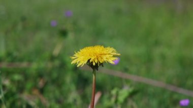 Bir bahar günü yeşil çimenlikte sarı karahindibalar. Çiçekli sarı karahindiba tomurcukları. Yaz tazeliği. Yabani çiçekler. 4k görüntü.