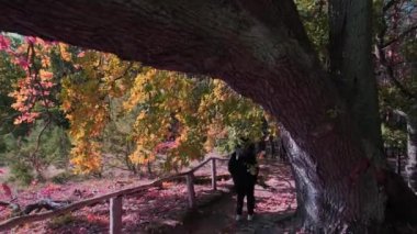 Rear view of a woman travels through an autumn forest