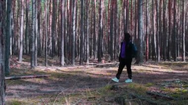 Rear view of a woman travels through an autumn pine forest with a backpack.