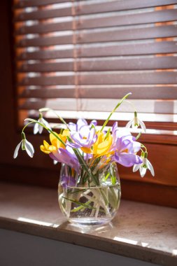 Vazoda bir buket mor krukus. Vazoda bahar çiçekleri.