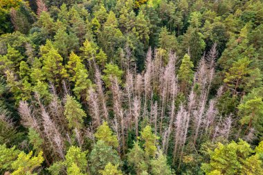 En tepedeki sonbahar tahtası. Doğa güzel bir arka plan. Renkli ağaçlarla dolu sonbahar ormanının havadan görünüşü.