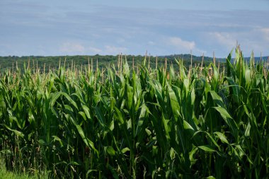 Mısır koçanlı yeşil mısır tarlası. Mısır yeşili tarla.