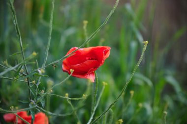 Parlak kırmızı gelincikler yeşil arka planda güneşli havada