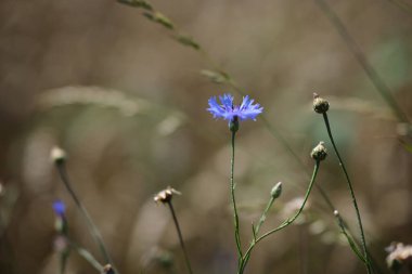Arka planda bir sürü mavi çiçek var. Yabani mavi çiçekler ve çimenler yakın plan.