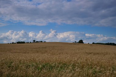 Sarı buğday tarlası ve mavi gökyüzü. Çiftlik arazisi, Almanya.